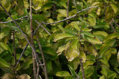 Bryophyllum pinnatum